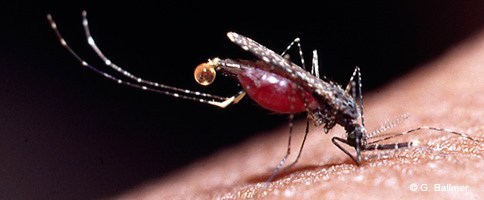 Kết quả hình ảnh cho muá»i anopheles subpictus